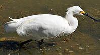 Aigrette neigeuse