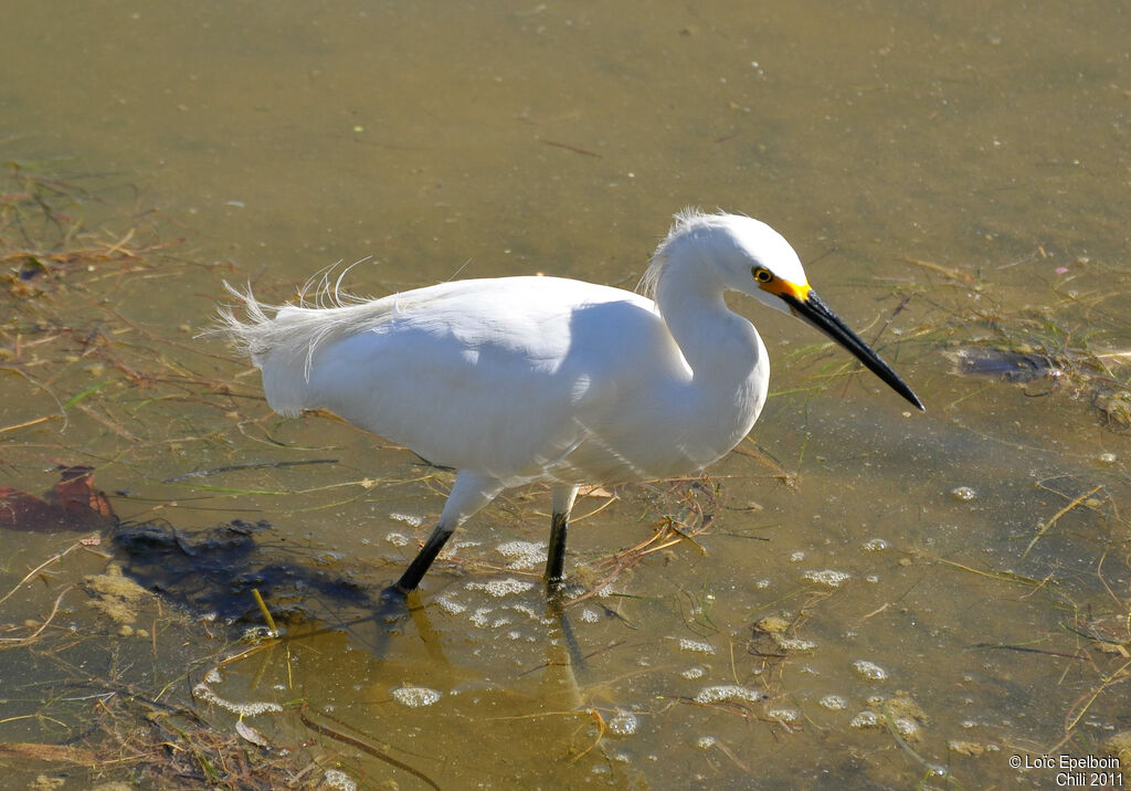 Snowy Egret