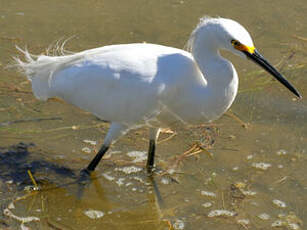 Aigrette neigeuse