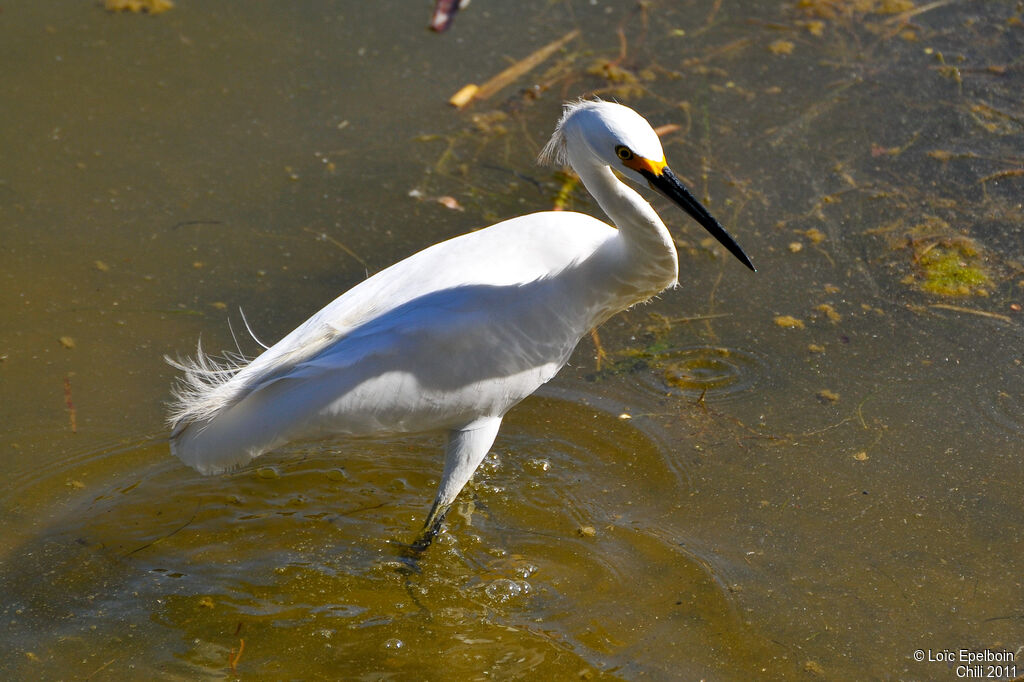 Aigrette neigeuse