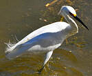 Aigrette neigeuse