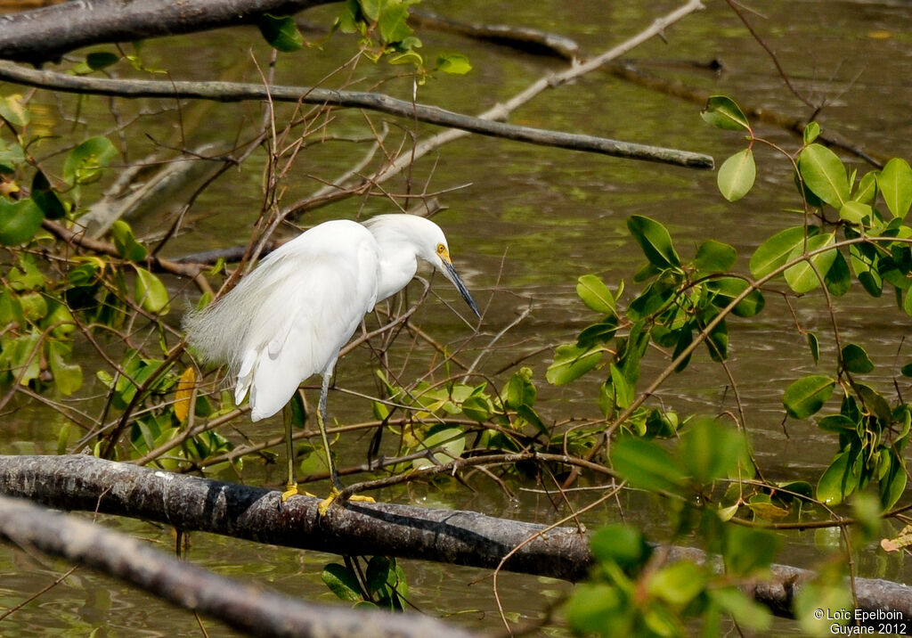 Aigrette neigeuse