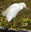 Aigrette neigeuse