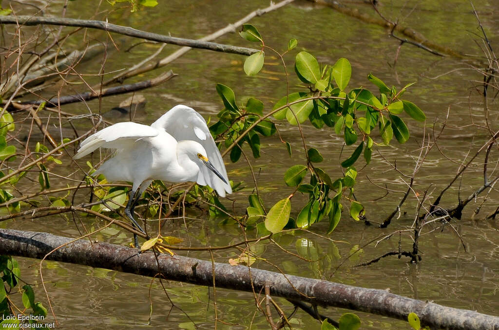 Snowy Egret