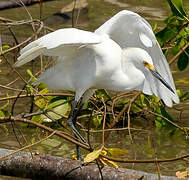 Snowy Egret