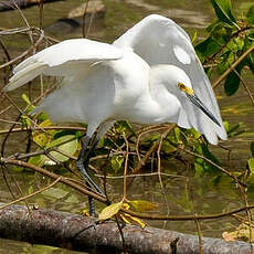 Aigrette neigeuse