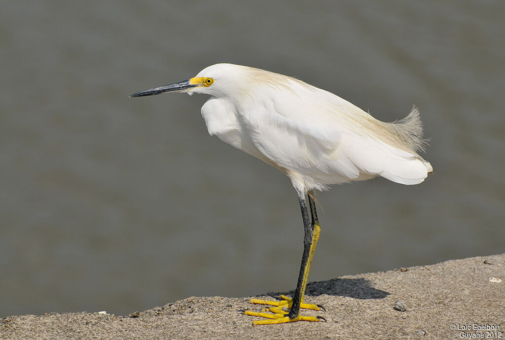 Aigrette neigeuse