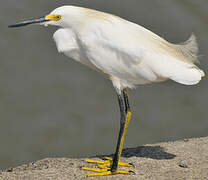 Snowy Egret