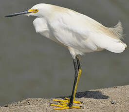 Aigrette neigeuse