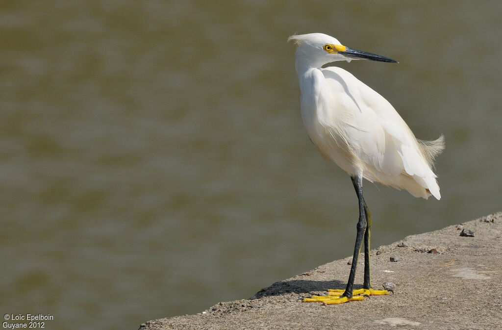 Aigrette neigeuse