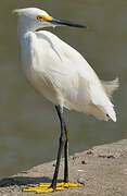 Snowy Egret