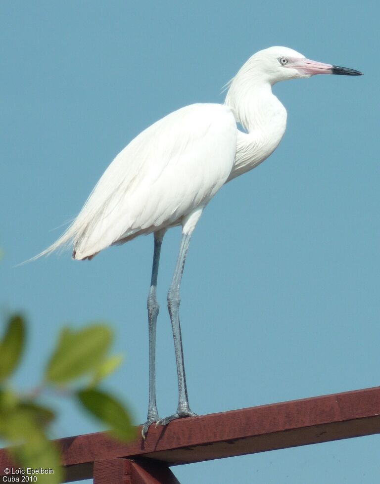 Reddish Egret