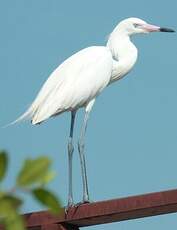 Aigrette roussâtre