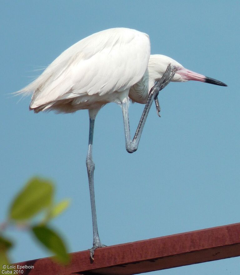 Reddish Egret