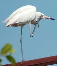 Aigrette roussâtre