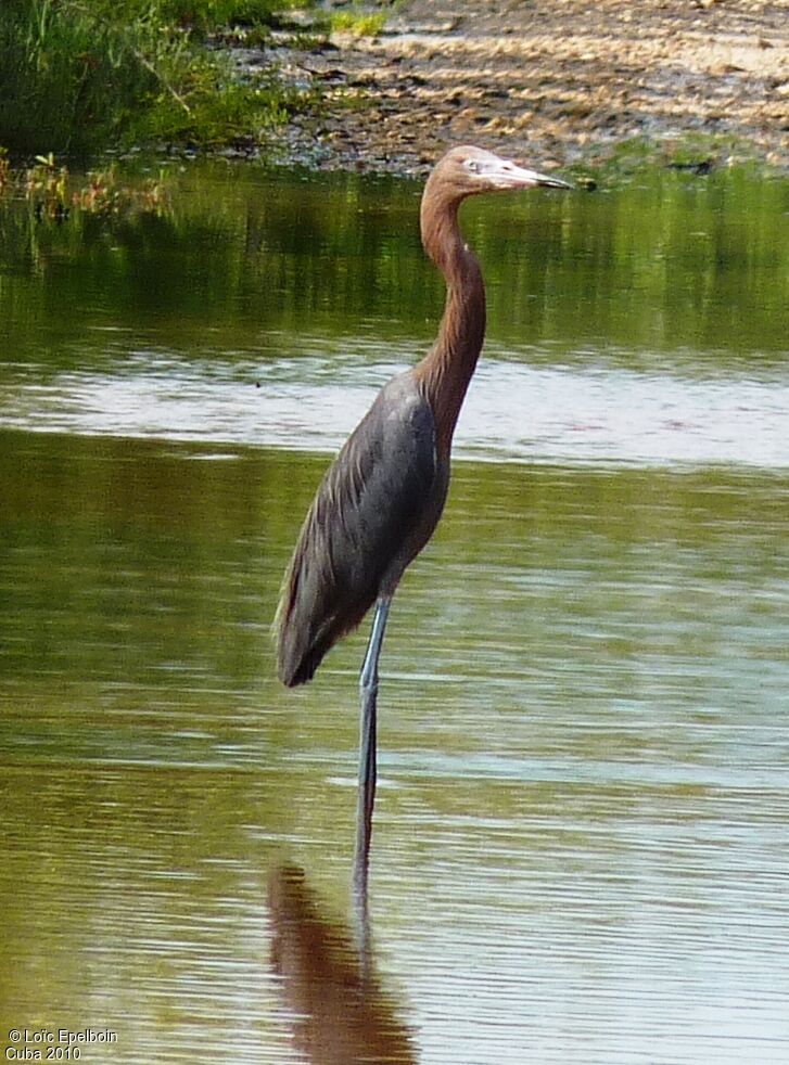 Reddish Egret