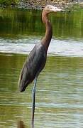 Aigrette roussâtre