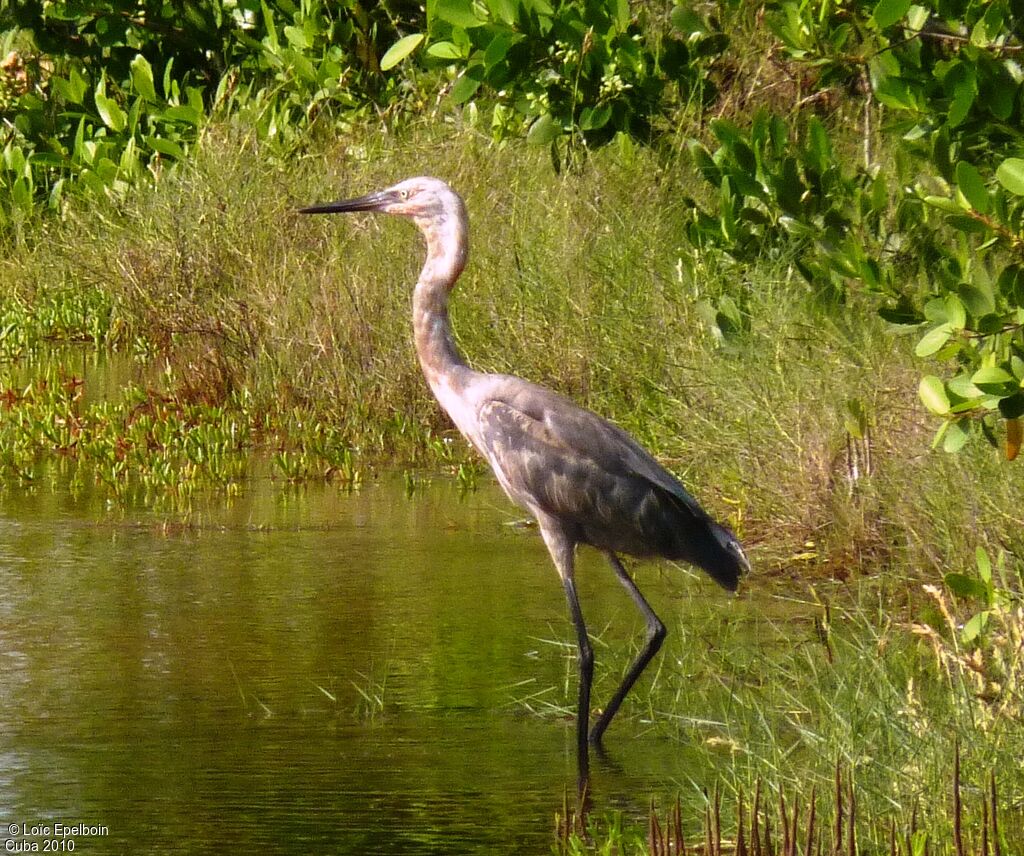 Reddish Egret