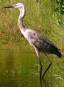 Reddish Egret