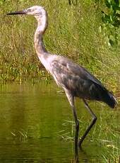 Aigrette roussâtre