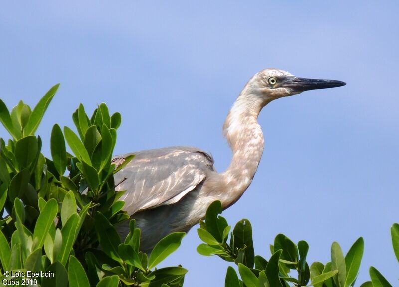 Reddish Egret