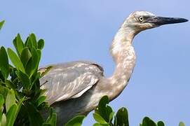 Reddish Egret