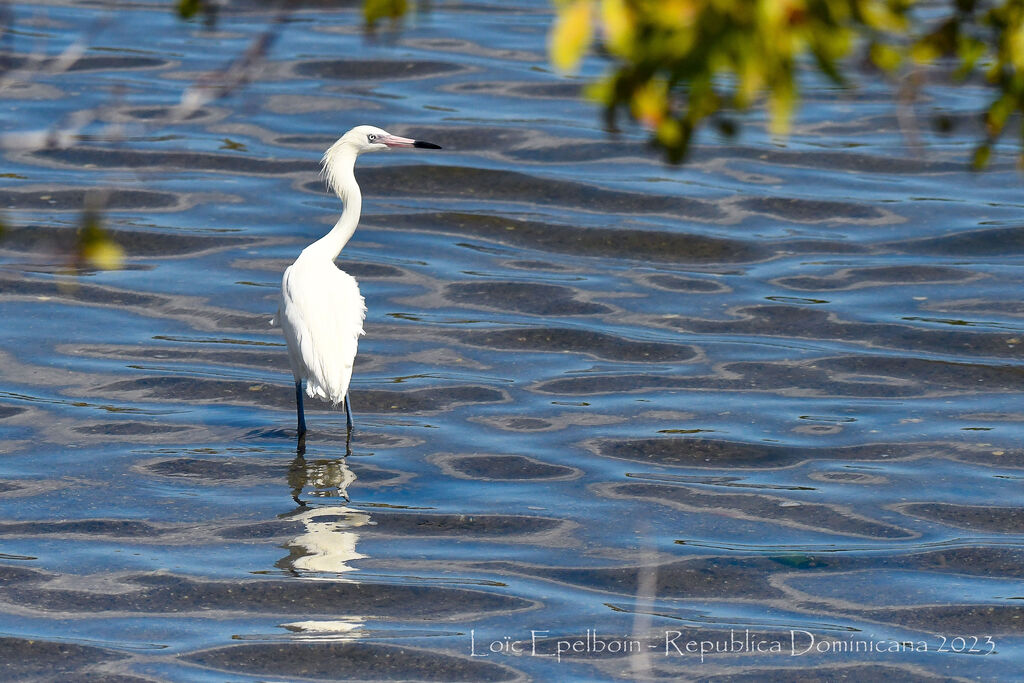 Reddish Egret