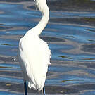 Aigrette roussâtre