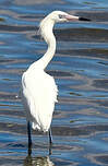 Aigrette roussâtre