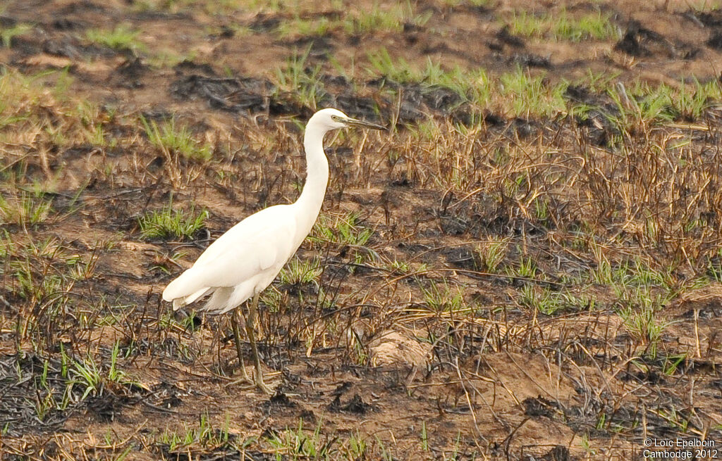 Pacific Reef Heron