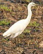 Aigrette sacrée