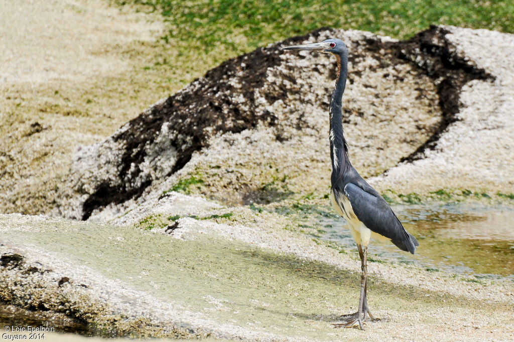 Aigrette tricolore