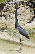 Aigrette tricolore