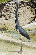 Aigrette tricolore