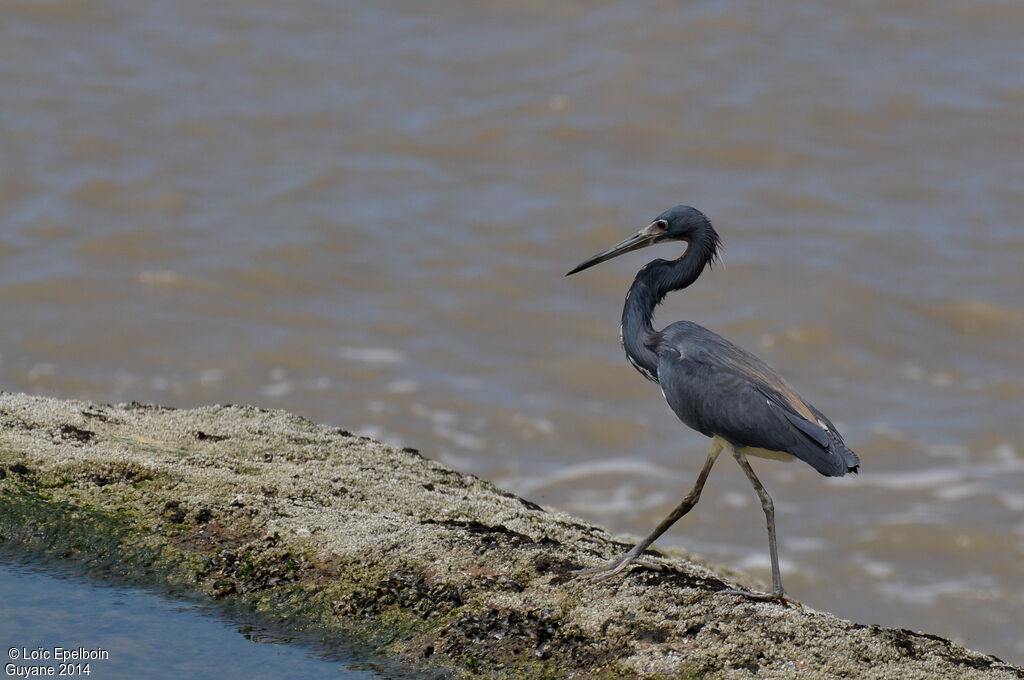 Aigrette tricolore