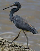 Tricolored Heron