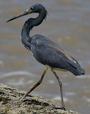 Aigrette tricolore