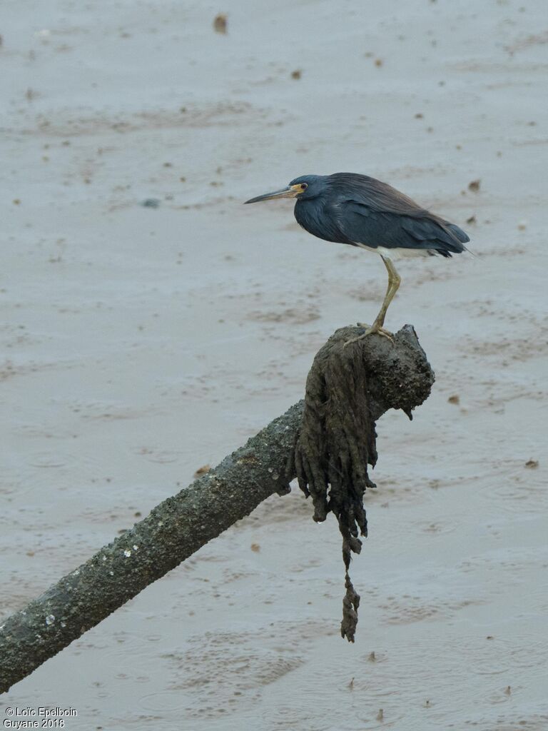 Aigrette tricolore