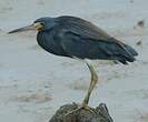 Aigrette tricolore