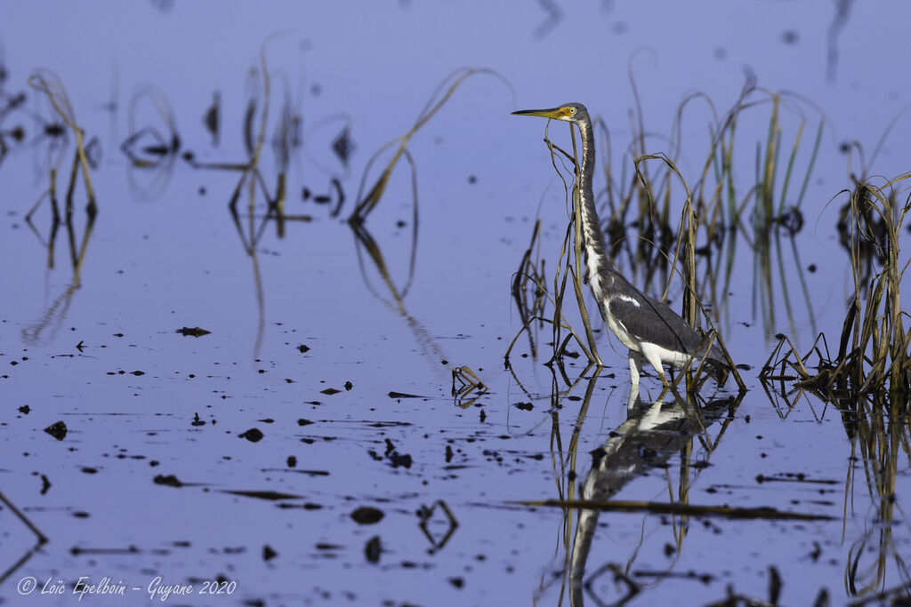 Aigrette tricolore