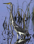 Aigrette tricolore