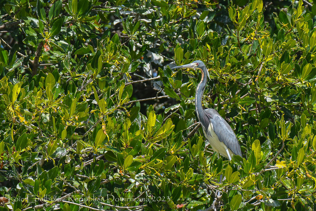 Tricolored Heron