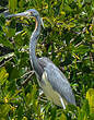 Aigrette tricolore