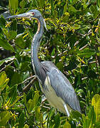 Tricolored Heron