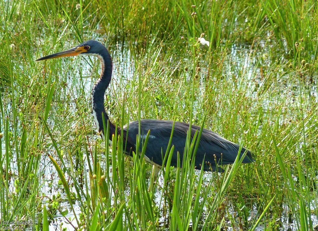 Tricolored Heron