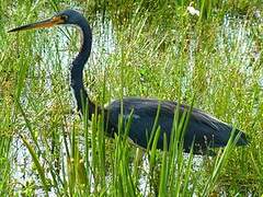 Tricolored Heron