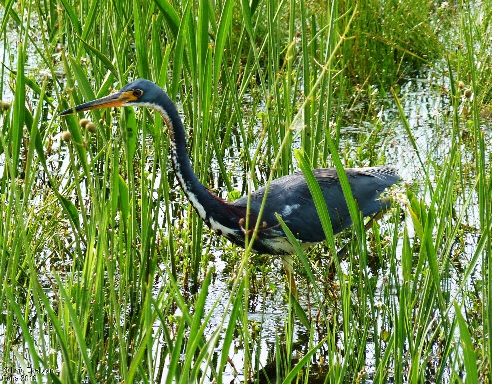 Aigrette tricolore