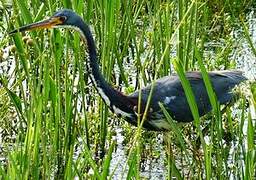 Aigrette tricolore