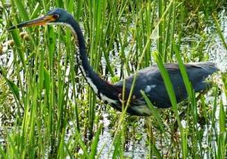 Aigrette tricolore