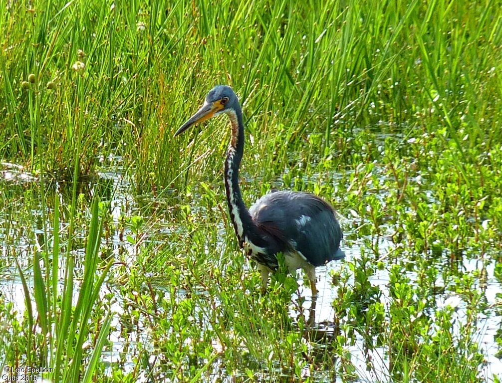 Aigrette tricolore